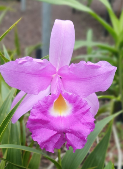 Venta De Orquídeas Sobralia Macrantha | Meses sin intereses