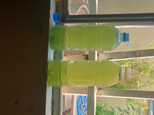 Alga Espirulina Viva Para Iniciar Cultivo