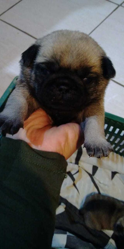 Imagem 1 de 4 de Filhotes Pug Machos