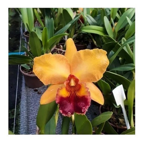 Muda De Orquidea Cattleya Blc Mirian Suzuki Ii Adulta | Parcelamento sem  juros