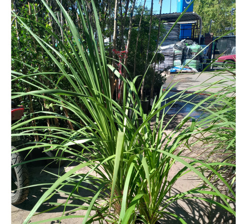 Cordyline Australis, Plantas Ornamentales E10