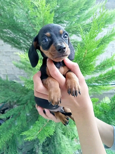 Cachorritos Salchichas Teckel De Raza