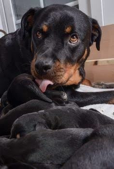 Imagen 4 de 4 de Cachorras Rottweiler Excelente Genética