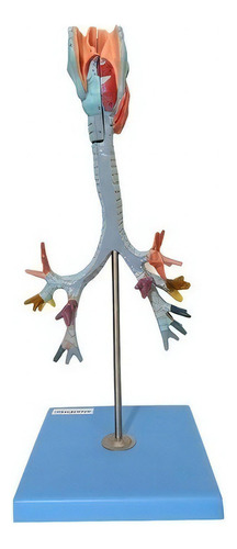 Traqueia , Laringe E Árvore Brônquica Anatomic TZJ-0319-B