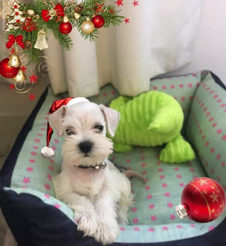 Schnauzer Miniatura Blanco Macho Exclusivo Misminischnauzers