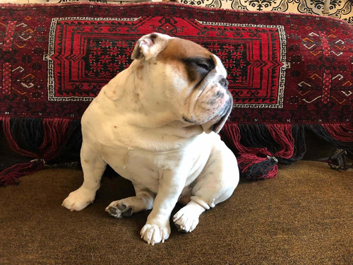 Bulldog Inglés Inscrito Kcc Busca Novia.