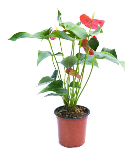 Anturio Rojo Planta Interior Maceta Flores