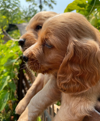 Venta De Hermosos Golden Retriever Garantia 100% Pureza.