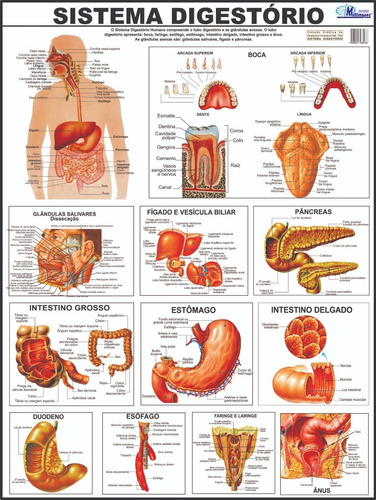 Mapa Sistema Digestório Do Corpo Humano 120 X 90 Cm