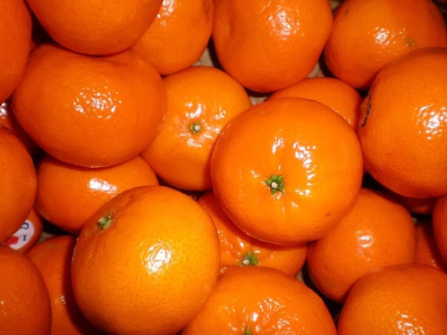Plantas De Tangor Murcott (mandarina/naranja) - Certificadas