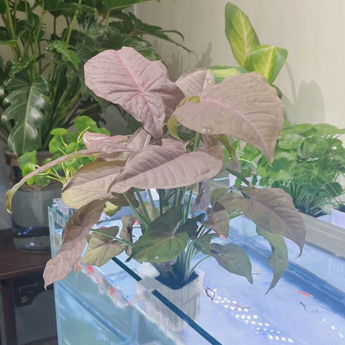 Maceta Acuática Para Acuario Soporte Para Plantas De Acuario