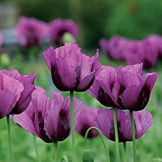 Park Seed S 'hungarian Blue' Poppy, Flores Individuales Gran