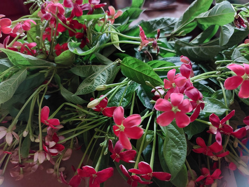Semillas 10 Quisqualis Indica Piscuala Flores Todo El Año
