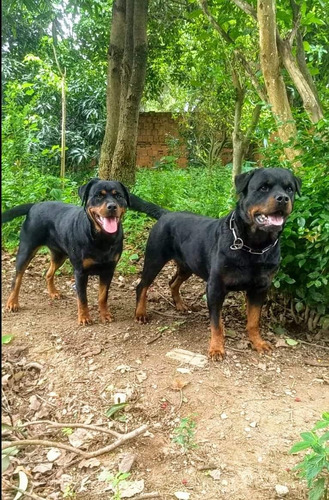 Filhotes De Rottweiler (canil Oliver Machado)