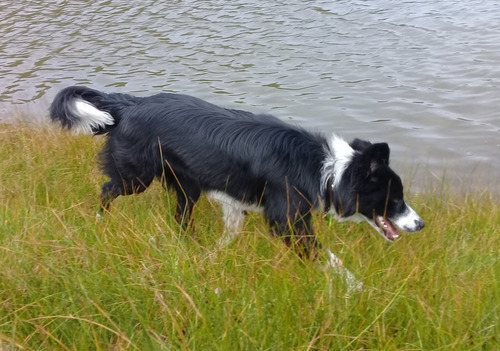 Perro Border Collie Sabe Trucos Super Inteligente