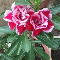 Comprar Semillas De Adenium Obesum Rojo Y 4 Semillas Rosa Del Desier