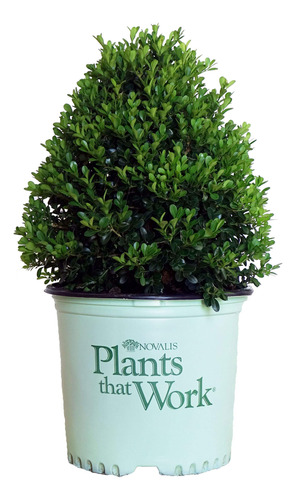 Plantas Que Funcionan - Buxus 'cranberry Creek' (boj) Evergr