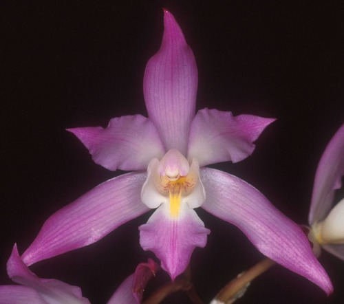 Stanhopea Tigrina Y Orquídeas