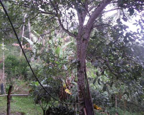 Imagem 14 de 20 de Sítio - 03819 - 33228923