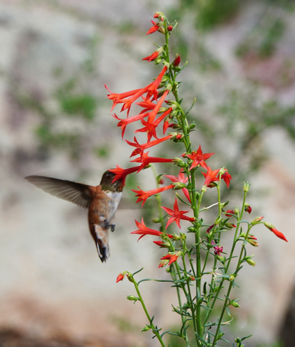 Ipomopsis Rubra - Semillas