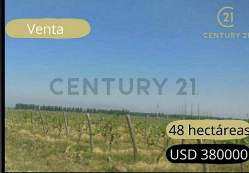 Imagen 9 de 10 de Finca De 48 Hectáreas En Lavalle, Mendoza