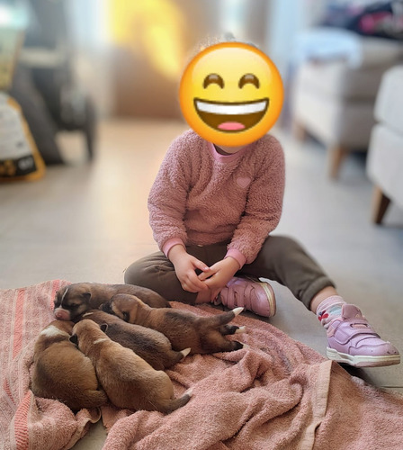 Cachorros Akita Inu