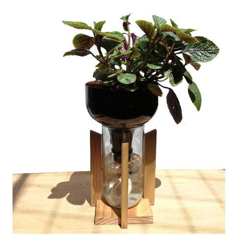 Imagen 2 de 3 de Dolar Negro Little Plant 27 Con Soporte, Maceta Autorregante