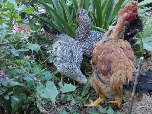 Imagen 7 de 8 de Venta De Gallinas Criollos