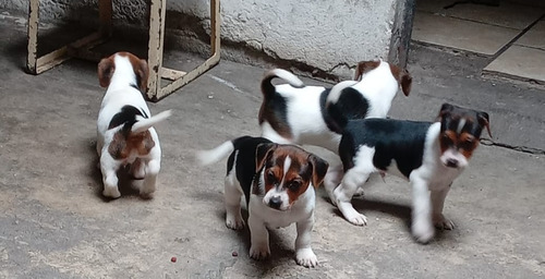 Cachorros Beagle Para Cumplir Un Mes Golondrino
