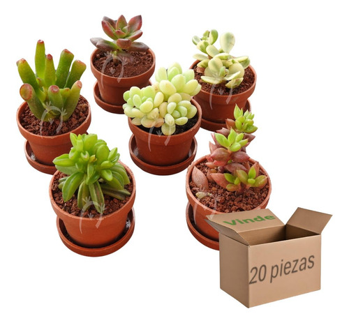 20 Plantas Suculentas Variadas. Recuerdos Eventos, Regalo. 