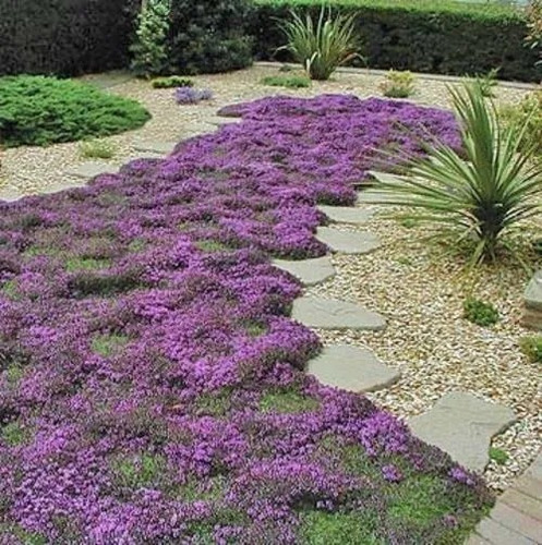 Imagem 2 de 7 de Grama Roxa Aromática Thymus Serpyllum Sementes P/ Mudas