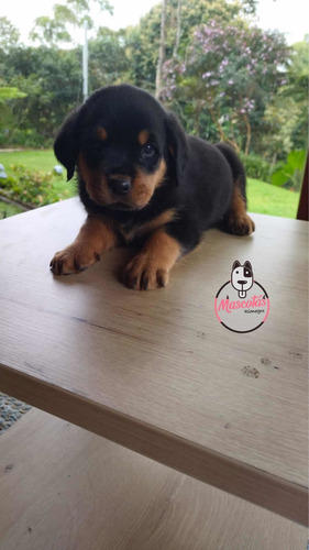 Espectaculares Cachorros Rotweilwer Mascotas Rionegro