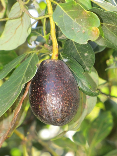 Aguacate Criollo 1 Árbol De 1 Metro De Altura