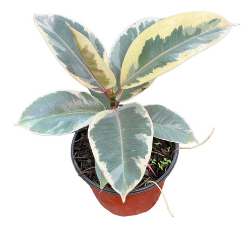 Ficus Elástica Variegada | Planta Exótica | Planta Variegada