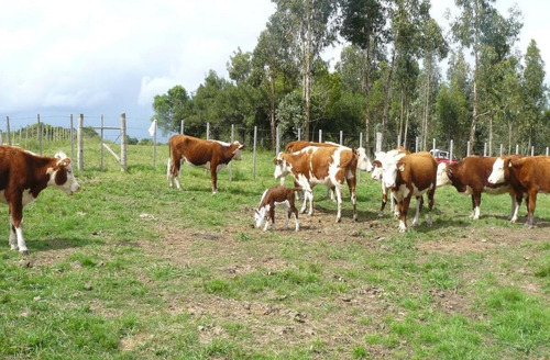 Campo - Otras