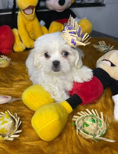 Lindissimo Filhote Shihtzu Branco
