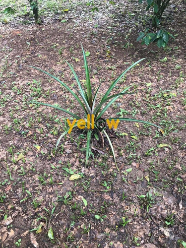 Imagem 5 de 18 de Terreno - Jardim Aracy - Te-1614