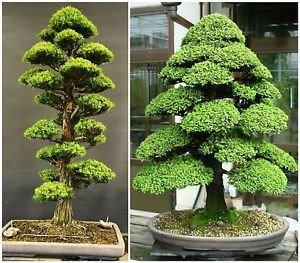 10 Semillas Arbol Bonsai Cedro Japones