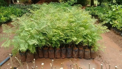 Muda De Jacarandá Mimoso