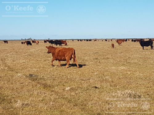 Imagen 15 de 27 de Campo De 600 Has En Venta En Gualeguaychu - Muy Buen Campo Ganadero De 0,7 Ev/ha Con Casco