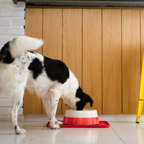 Comedero Bebedero Para Perros Zeedog Melamine Bowl Large