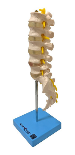Esqueleto Humano Da Coluna Vertebral Lombar Modelo Anatômico