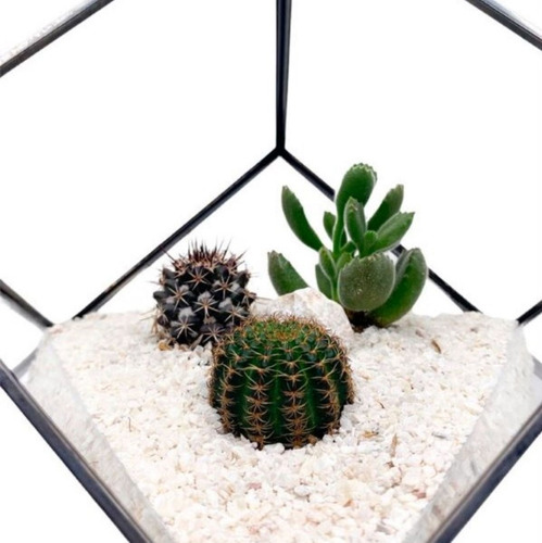 Imagen 2 de 2 de Terrario Tropical Geometric Cube - Mica&maco
