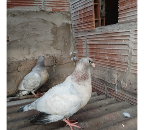 Palomas Buchonas /pike /de Vuelo (Usado)