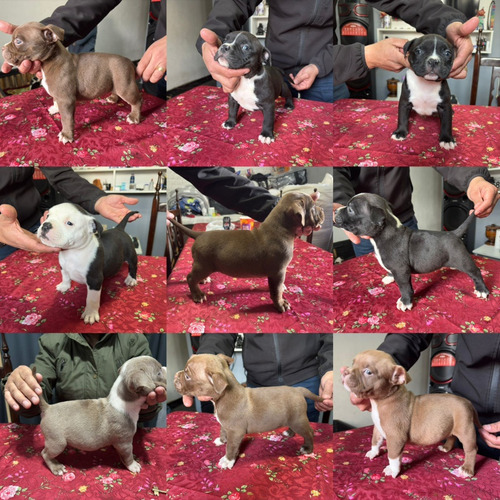 American Bully