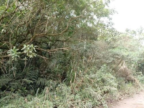 (ref:5111) Terreno Para Chácara - Itanhaém/sp - Gaivota