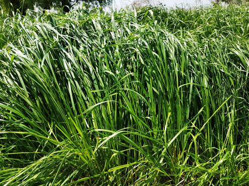 Semilla De Pasto Pradera: Mezcla De Pastos Forrajeros (10kg)