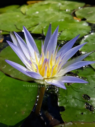 Sementes De Nymphaea Caerulea - Lótus Egípcio