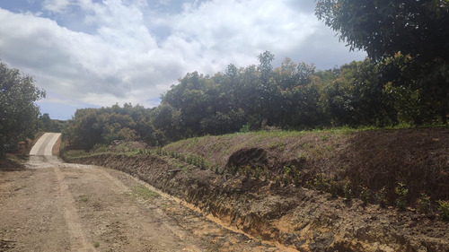 Lotes En El Carmen Vereda Samaria 2.600 Metros