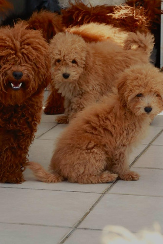 Lindos Cachorritos Mini French Poodle Rojo Apricot Ve Fotos